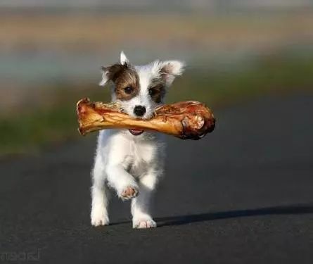 宠物每日小知识 避开宠物狗狗食物及搭配的十个常见误区